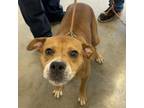 Adopt Rena a Pit Bull Terrier