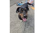 Adopt Applesauce a Hound, Rottweiler