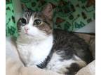 Adopt Sophia a Domestic Short Hair
