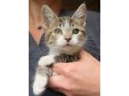 Adopt Josie a Domestic Short Hair