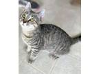 Adopt Kona a Domestic Short Hair, Tabby