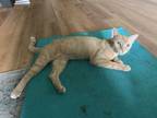 Adopt Dolce a Tabby, Domestic Short Hair