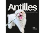 Adopt Antilles a Poodle