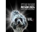 Adopt Val a Poodle