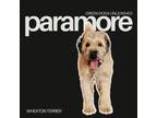 Adopt Paramore a Wheaten Terrier