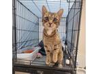 Adopt Lacey a Domestic Short Hair