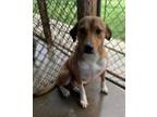Adopt Sage a Redbone Coonhound, Labrador Retriever