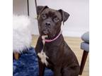 Adopt Calista a Boxer