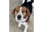 Adopt COURTESY POST: Nelli a Harrier
