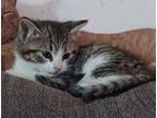 Adopt Ying a Domestic Short Hair