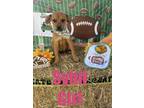 Adopt Sybil a Rottweiler, Mixed Breed