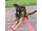 Adopt LuLu - Paws Behind Bars Trained a German Shepherd Dog, Mixed Breed