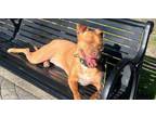 Adopt Annie a Boxer, Staffordshire Bull Terrier
