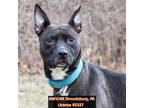 Adopt Storm a Black Whippet / Terrier (Unknown Type, Medium) / Mixed (short
