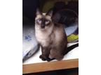 Adopt Jewels a Domestic Short Hair, Siamese