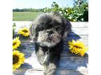 Adopt Pearl a Shih Tzu