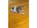 Adopt SNICKERDOODLE a Australian Cattle Dog / Blue Heeler