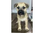 Adopt SPRINKLES a Australian Cattle Dog / Blue Heeler
