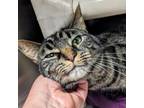 Adopt Mellow a Domestic Short Hair