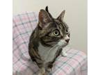 Adopt Rosie a Domestic Medium Hair
