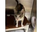 Adopt Cardinal a Domestic Short Hair