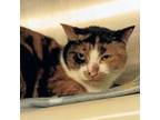 Adopt Sugar a Domestic Short Hair