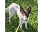Adopt Rosemary a Australian Shepherd