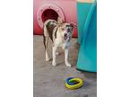 Adopt Cinnamon a Australian Shepherd