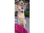 Adopt Ginger a Australian Shepherd