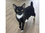 Adopt Sakura a Domestic Short Hair