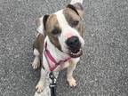 Adopt TRENDY a American Staffordshire Terrier