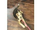 Adopt Flo a Great Pyrenees, Australian Shepherd