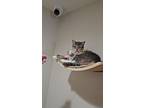 Adopt Katara a Domestic Short Hair, Tabby