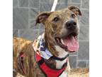 Adopt Tonks a Brindle Boxer / Mixed Breed (Medium) / Mixed (short coat) dog in