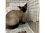 Adopt Sarabi a Siamese