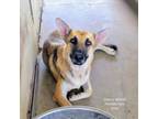 Adopt Deena a German Shepherd Dog