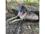 Adopt Bebe a Dutch Shepherd, Mixed Breed