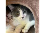 Adopt Rachel bonded with Rodrick--Beautiful little sweetheart!