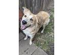 Adopt Moon a Australian Shepherd