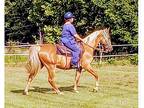Gaited Gelding, Central Arkansas