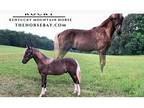 Kentucky Mountain Colt