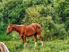 Appaloosa colt