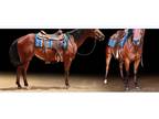 Bay AQHA Gelding