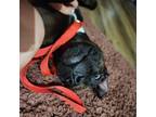 Adopt Cocoa a Boxer, Pit Bull Terrier
