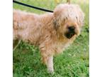 Adopt Becky a Wheaten Terrier