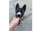 Adopt Kimiko a Husky, Affenpinscher