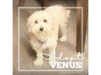 Adopt Venus a Cavalier King Charles Spaniel, Poodle