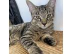 Adopt LuLu a Tabby