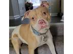 Adopt Azure a American Staffordshire Terrier, Mixed Breed
