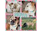 Adopt Nova a Labrador Retriever, Pit Bull Terrier
